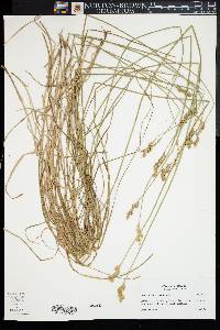 Carex albolutescens image