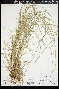 Carex albolutescens image