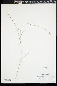 Carex albolutescens image