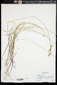 Carex albolutescens image