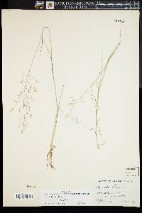 Agrostis capillaris image