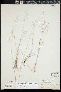 Agrostis capillaris image