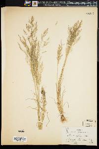 Image of Agrostis spica-venti