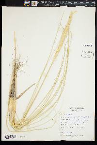 Ammophila breviligulata image