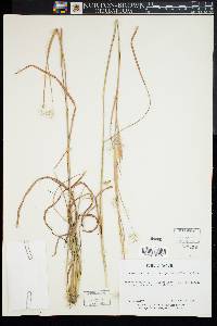 Image of Andropogon elliottii