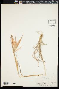 Andropogon elliottii image