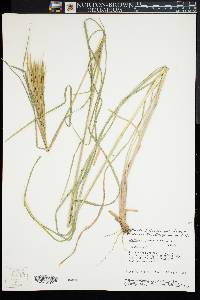 Andropogon glomeratus image