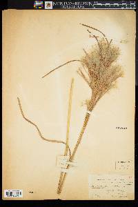 Andropogon glomeratus image