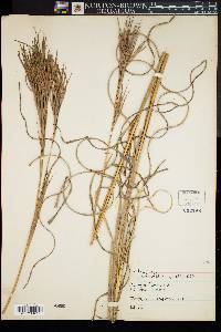 Andropogon glomeratus image