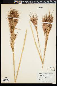 Andropogon glomeratus image