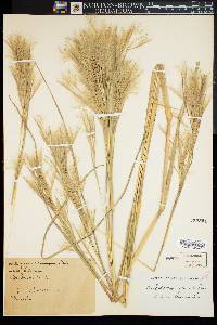 Andropogon glomeratus image