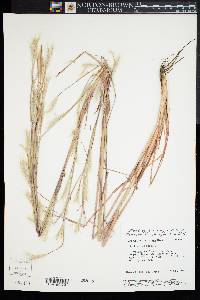 Andropogon ternarius image