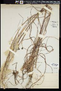 Andropogon ternarius image