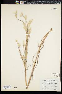 Andropogon ternarius image