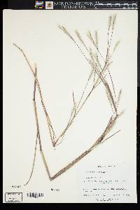 Andropogon ternarius image