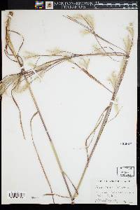 Andropogon ternarius image