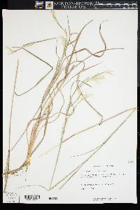 Andropogon ternarius image