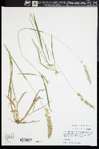 Anthoxanthum odoratum image