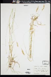 Anthoxanthum odoratum image