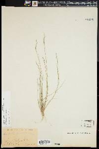 Aristida dichotoma var. dichotoma image