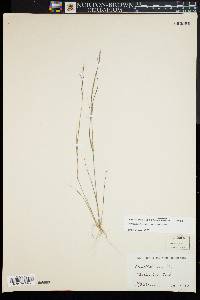 Aristida dichotoma var. curtissii image