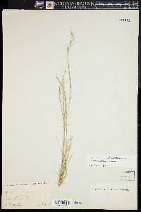 Aristida dichotoma image