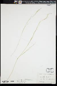 Aristida dichotoma image