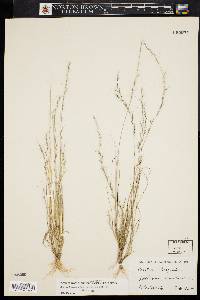 Aristida longespica image