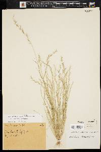 Aristida longespica image