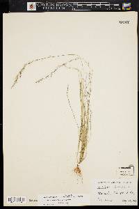 Aristida longespica image