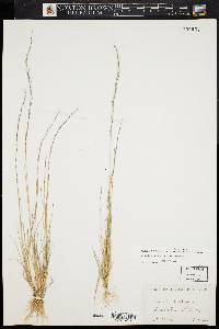 Aristida longespica image