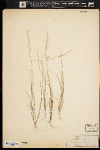 Aristida longespica image