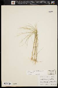 Aristida oligantha image