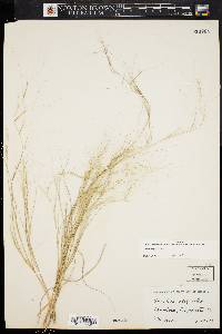 Aristida oligantha image