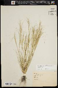 Aristida oligantha image