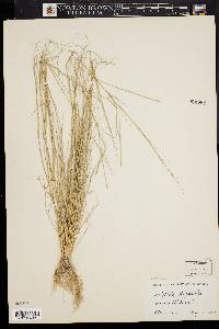 Aristida oligantha image