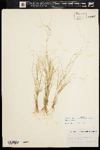 Aristida oligantha image