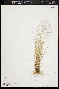 Aristida oligantha image