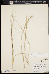 Aristida purpurascens image