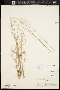 Aristida purpurascens image