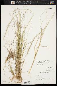 Aristida purpurascens image