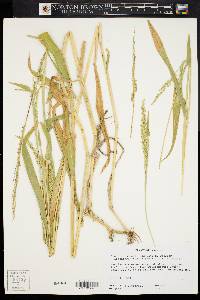 Urochloa texana image