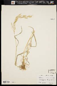 Bromus commutatus image