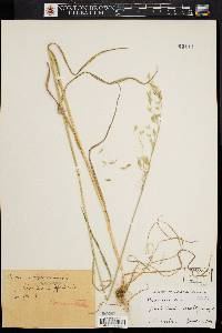 Bromus commutatus image