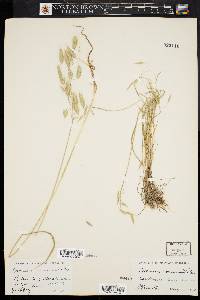 Bromus commutatus image