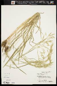 Bromus commutatus image