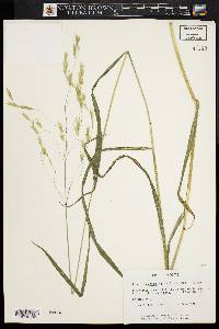 Bromus pubescens image