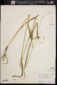 Bromus kalmii image