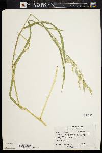 Bromus racemosus image