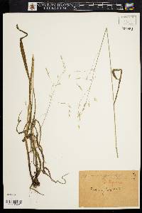 Bromus racemosus image